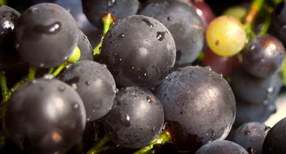 Grapes 2013