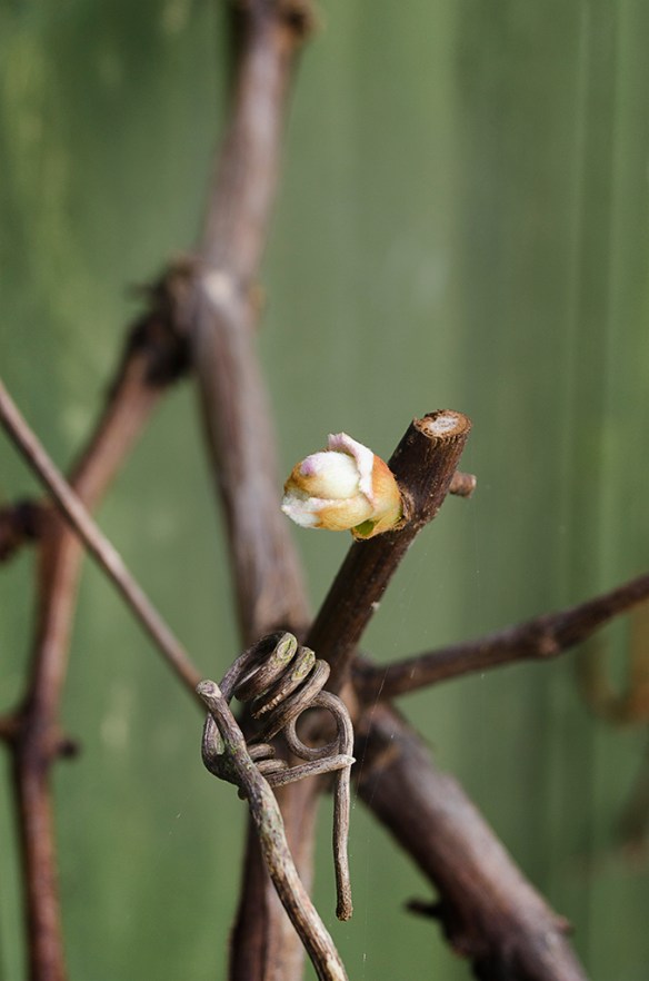 First Bud of Spring