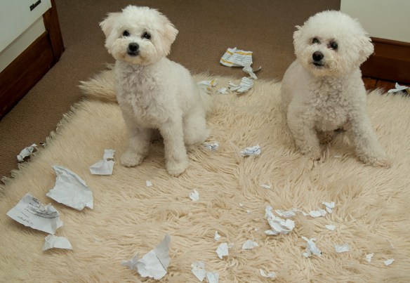 Which dog ate my homework?