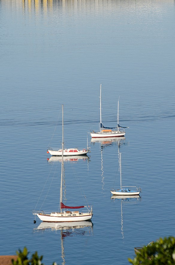 Yachts on Evans Bay - June 1, 2014